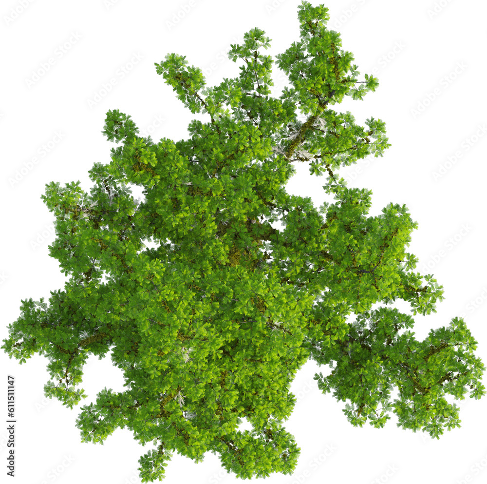 Top view of Taxodium Distichum tree
