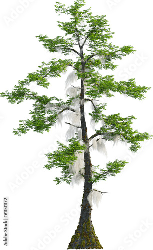 Side view of Taxodium Distichum tree photo