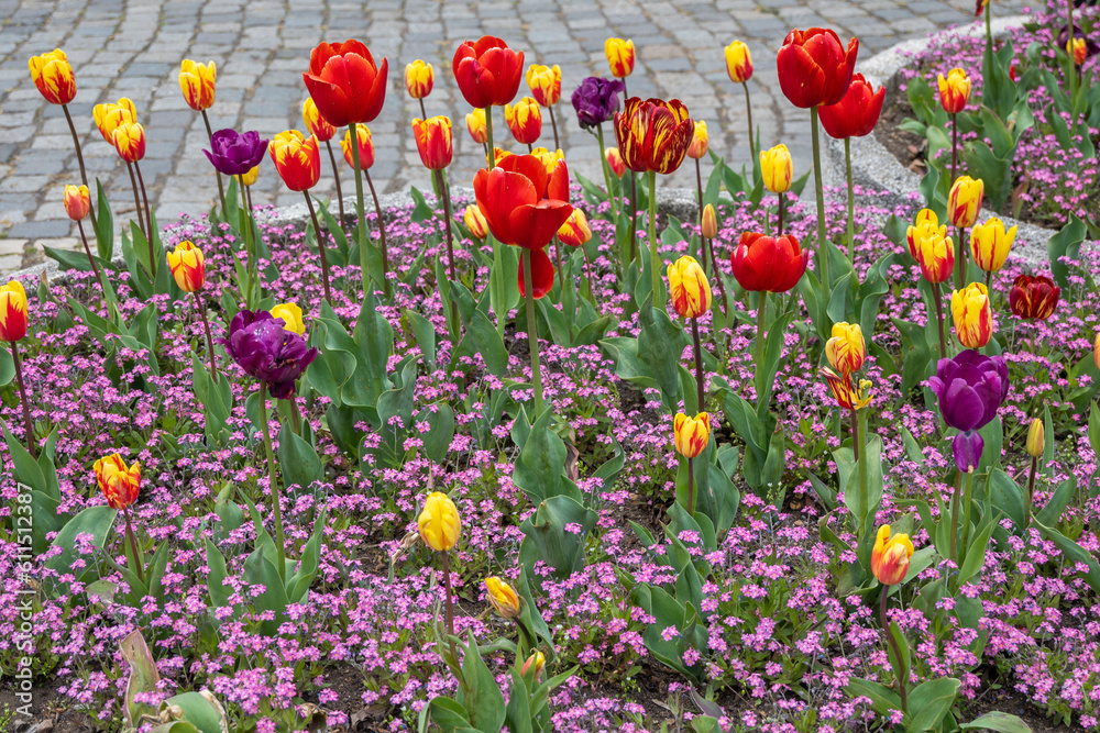 Obraz premium Spring flowers at South Park in city of Sofia, Bulgaria
