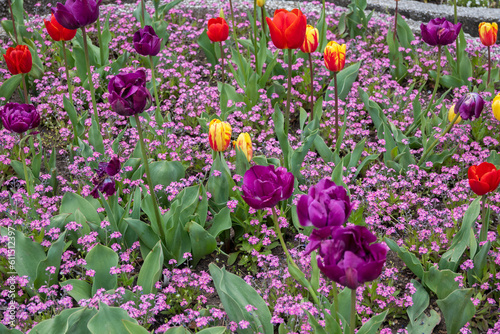 Fototapeta Naklejka Na Ścianę i Meble -  Spring flowers at South Park in city of Sofia, Bulgaria