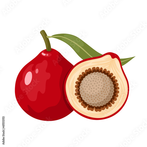 Vector illustration, Santalum acuminatum, known as quandong or native peach, isolated on white background. photo