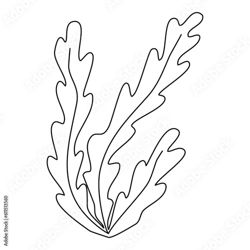 Sea and aquarium water plant seaweed, doodle flat vector outline illustration for kids coloring book