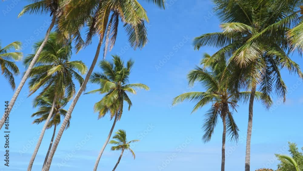 Coconut palm trees on blue sky. Dominican Republic Coconut palm trees on blue sky. Dominican Republic