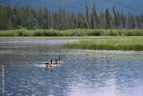 Canadian Geese family with chicks floating in calm lake in Canadian Rockies in a rainy summer day. Vermilion lake near Mount Rundal. Banff. Alberta. Canada