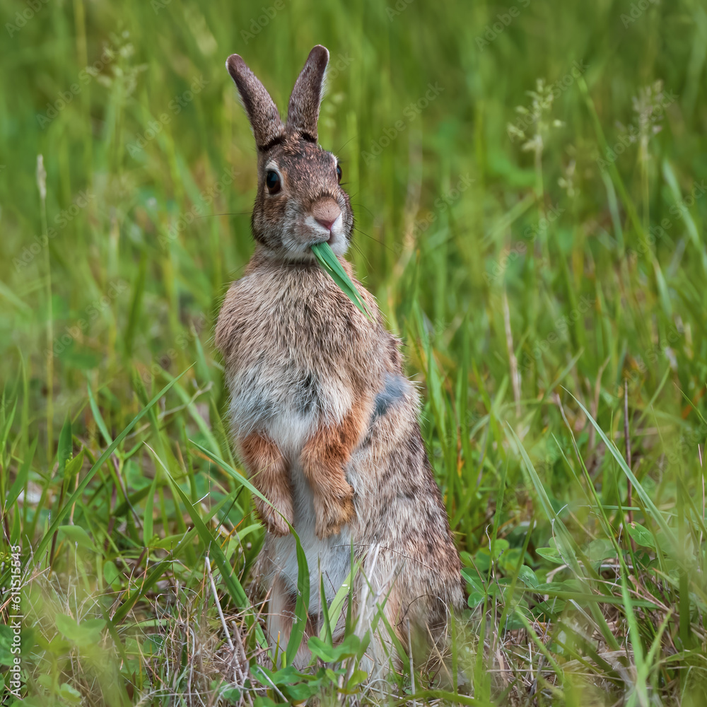 Fototapeta premium Bunny
