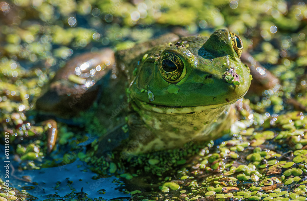 Obraz premium Bull Frog
