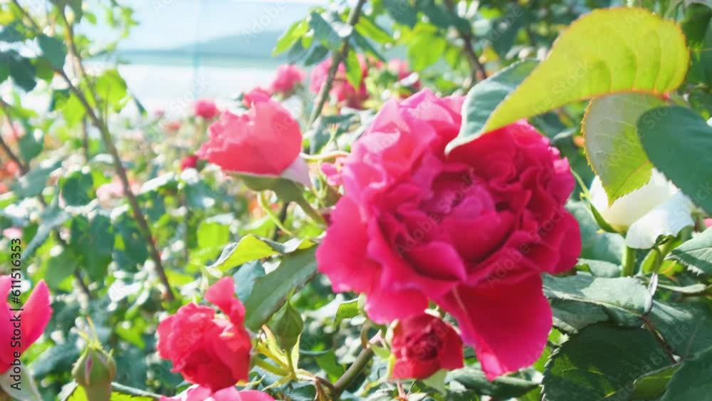 Beautiful delicate picturesque bush blooming roses on a summer day in the park. Rose garden. Beautiful delicate picturesque bush blooming roses on a summer day in the park. Rose garden.