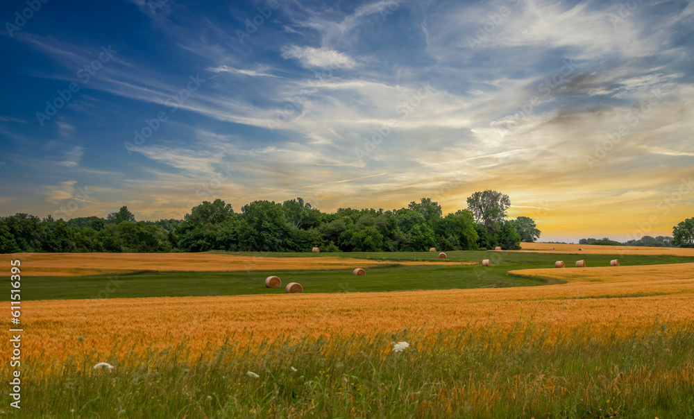 Naklejka premium Kansas wheat field