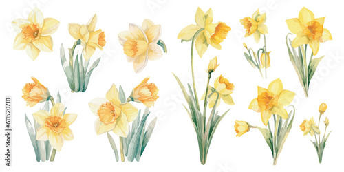 watercolor daffodil clipart for graphic resources