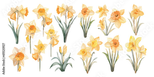 watercolor daffodil clipart for graphic resources