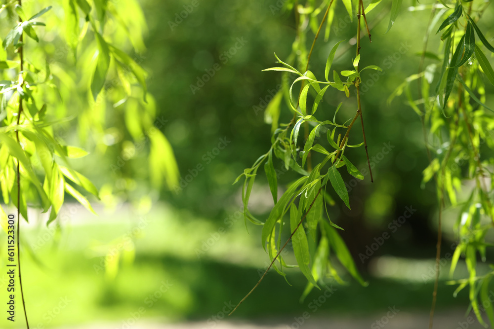 Naklejka premium Beautiful willow tree with green leaves growing outdoors on sunny day, closeup. Space for text