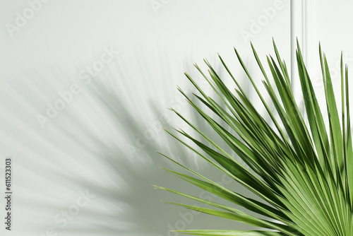 Tropical palm leaves casting shadow on white wall, space for text