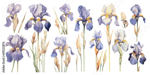 watercolor iris flower clipart for graphic resources