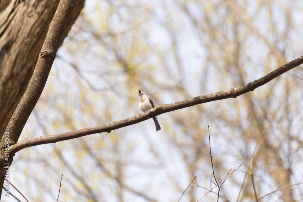 This cute little tufted titmouse was sitting perched on this branch when I took this picture. I love how tiny these birds are and their cute little grey body. They almost appear to have a mohawk. This cute little tufted titmouse was sitting perched on this branch when I took this picture. I love how tiny these birds are and their cute little grey body. They almost appear to have a mohawk.