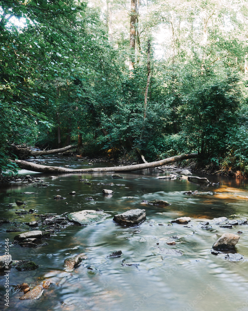 Fototapeta premium river in the forest