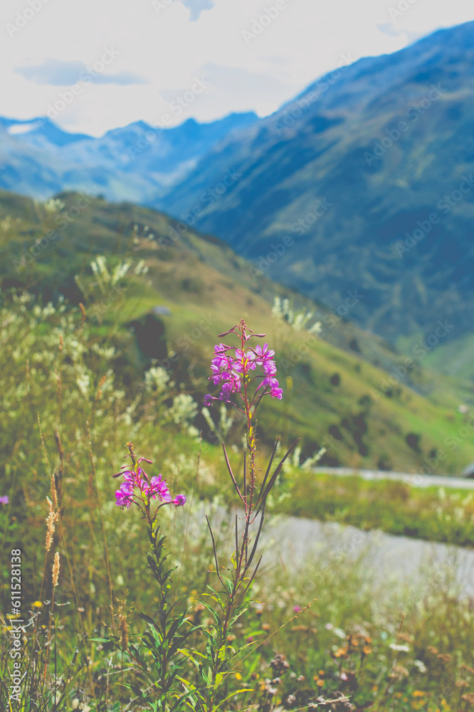Fototapeta premium flowers in the mountains