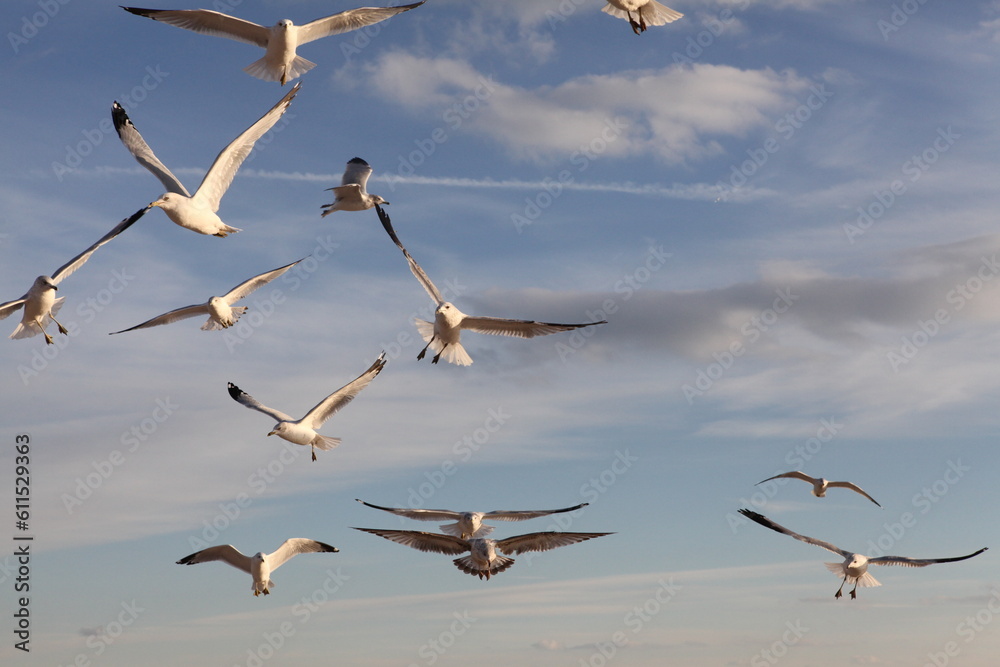 Coney Island seagulls in flight against blue sky, Brooklyn, New York Coney Island seagulls in flight against blue sky, Brooklyn, New York