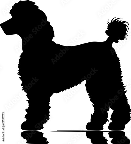 Poodle animal images
