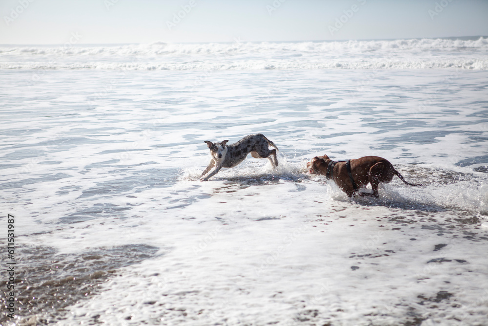 Dogs playing at the beach, California, USA