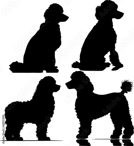 Poodle animal images