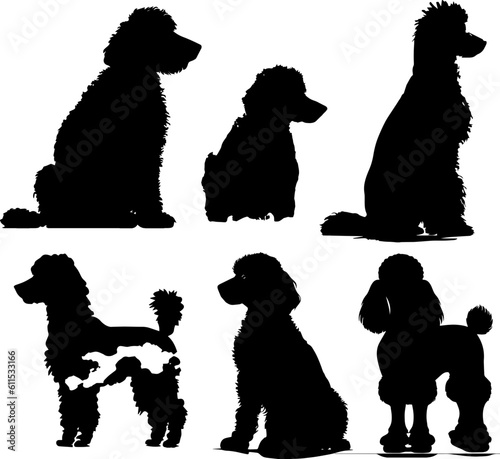 Poodle animal images