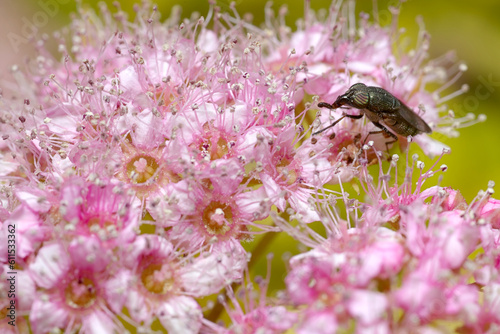 Stomorhina lunata on a pink flower photo