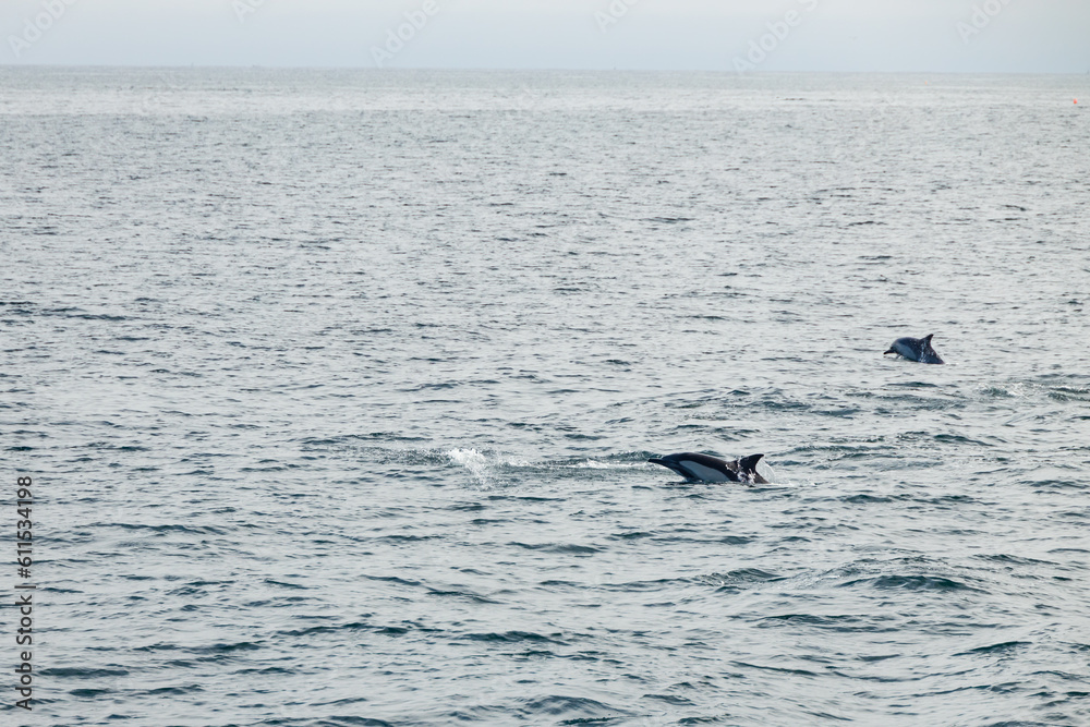 Fototapeta premium Dolphins jumping out of water