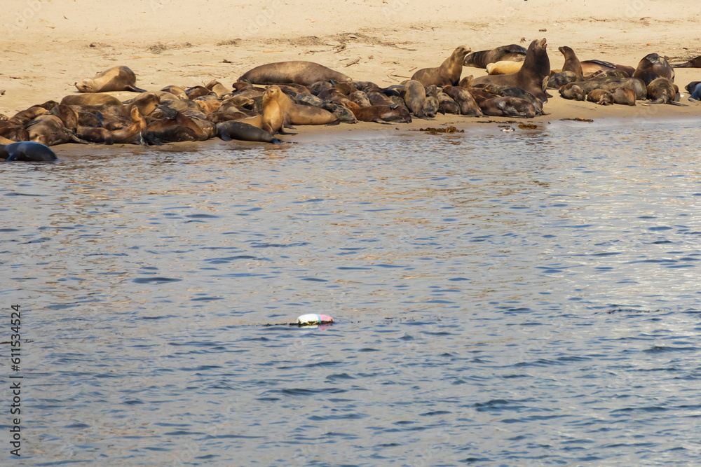 Fototapeta premium Harbor seals on the sand beach