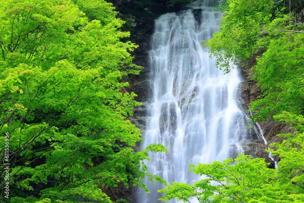 waterfall in the forest waterfall in the forest