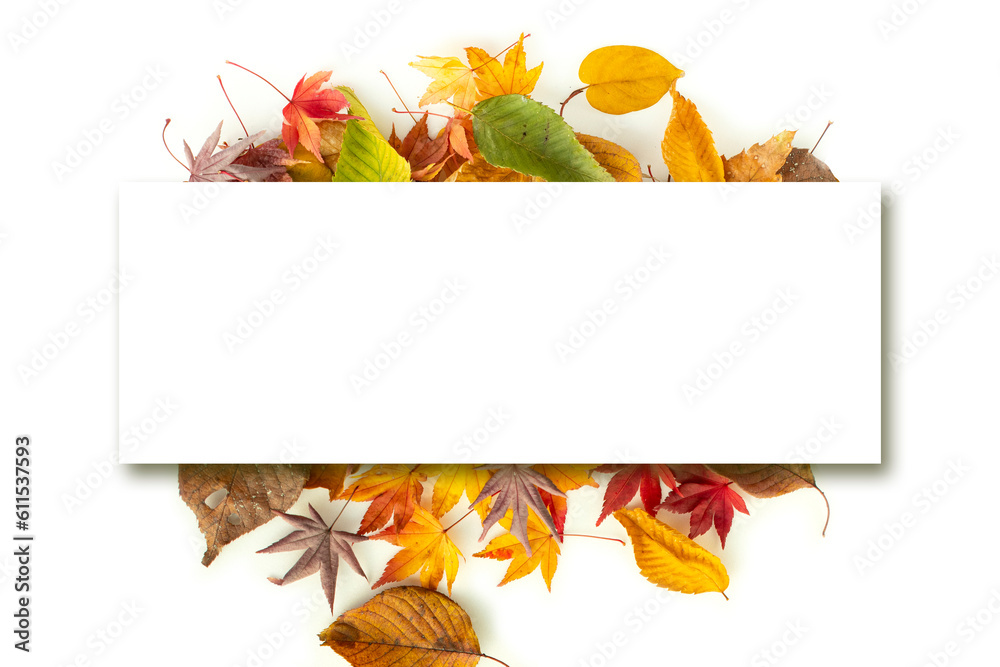 Fototapeta premium 단풍들로 꾸민 템플릿