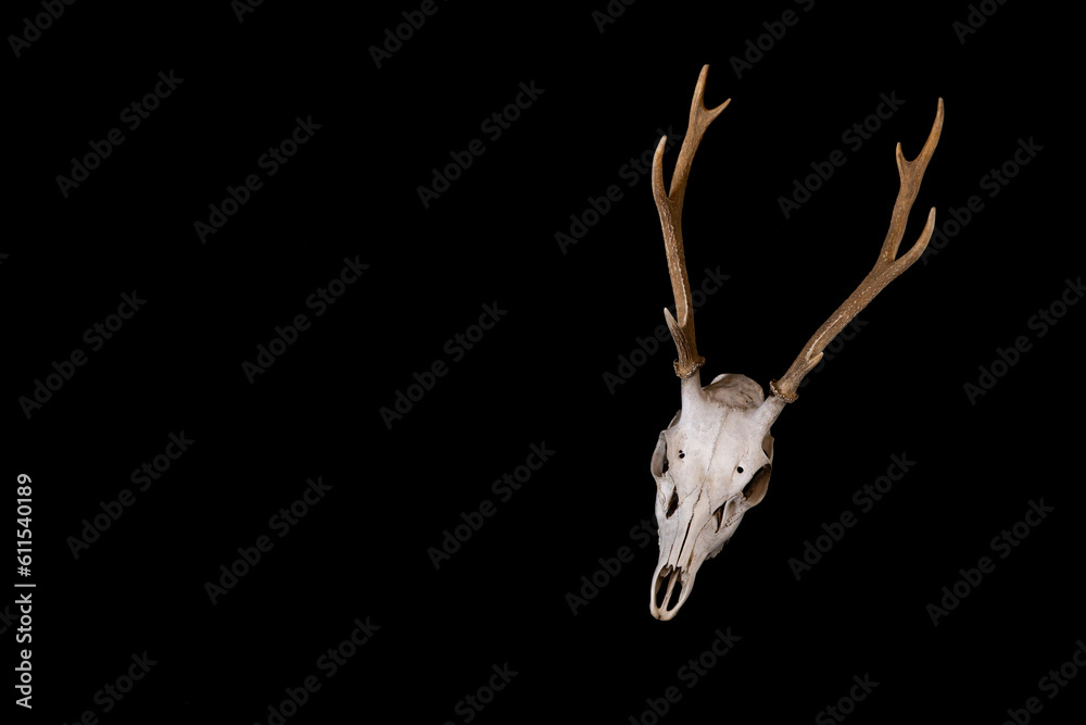 Fototapeta premium Deer skull in the dark