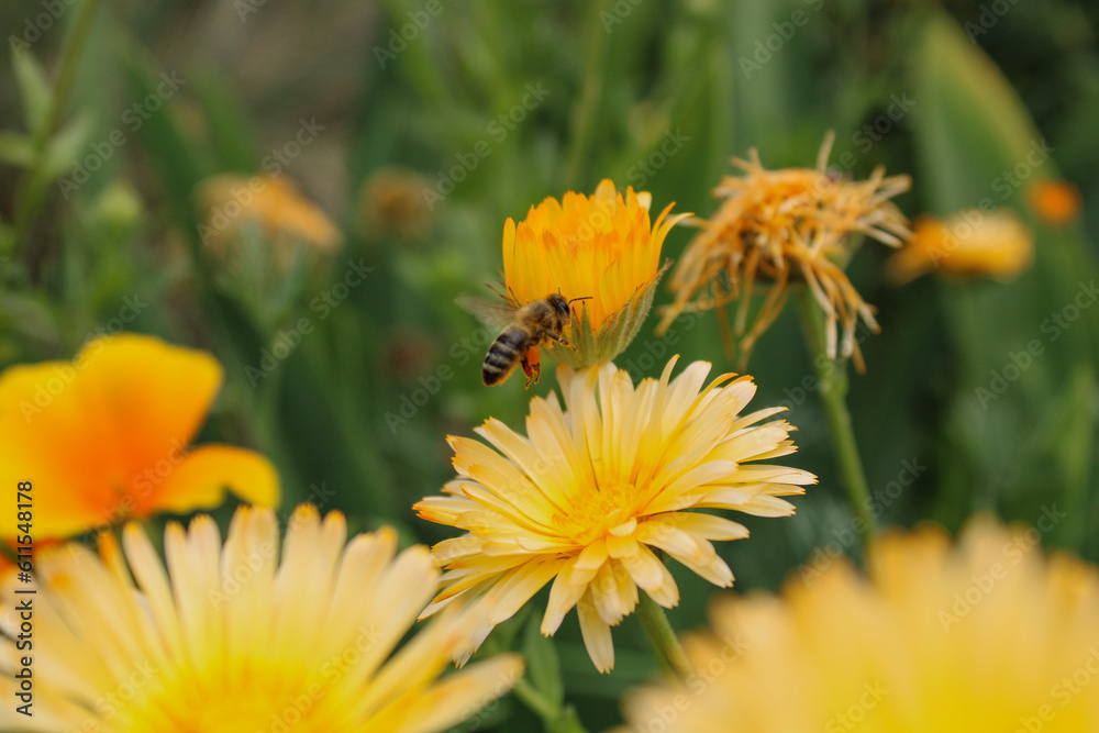 bee flying onto a marigold flower bee flying onto a marigold flower