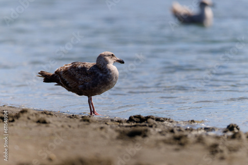 Seagull on the beach at Westport, Washington.