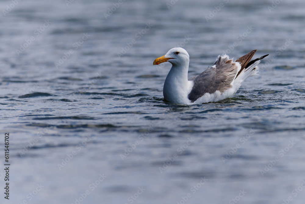 Seagull swimming on the pacific ocean at Westport, Washington. Seagull swimming on the pacific ocean at Westport, Washington.