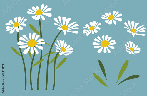 Daisy flower background.Eps 10 vector.
