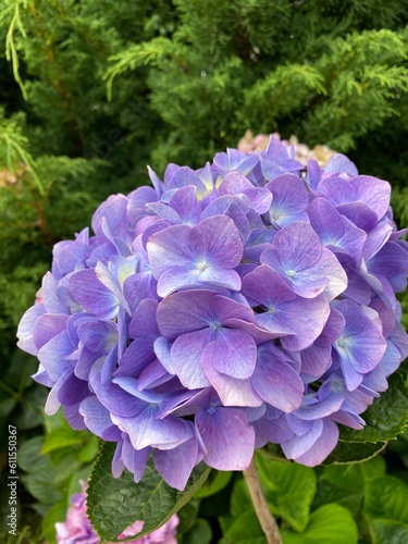 Purple, blue and pink heads of hydrangea flowers, Nice blue hydrangea