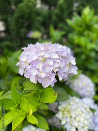 Purple, blue and pink heads of hydrangea flowers, Nice blue hydrangea