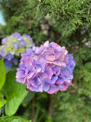 Purple, blue and pink heads of hydrangea flowers, Nice blue hydrangea