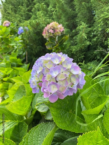 Purple, blue and pink heads of hydrangea flowers, Nice blue hydrangea