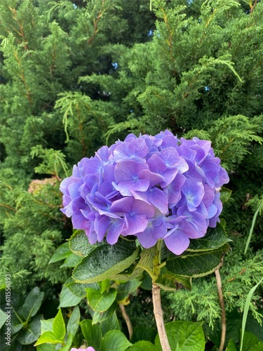 Purple, blue and pink heads of hydrangea flowers, Nice blue hydrangea