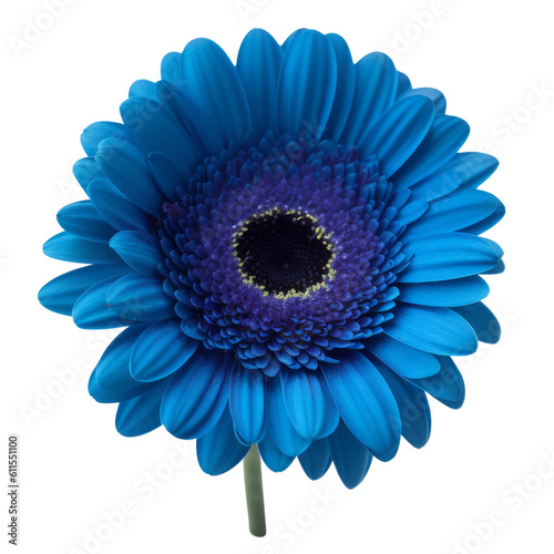 blue gerber daisy isolated on transparent background cutout