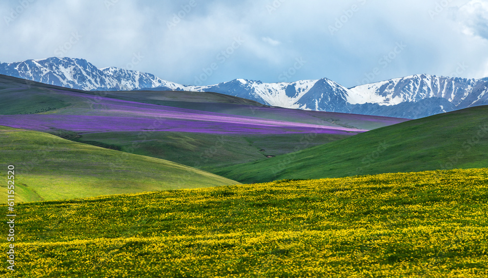 Blooming alpine meadows in the mountains of the Zailiysky Alatau on a plateau near the Kazakh city of Almaty