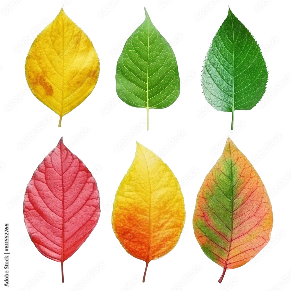 set of autumn leaves isolated on transparent background cutout