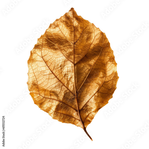 leaf dry isolated on transparent background cutout
