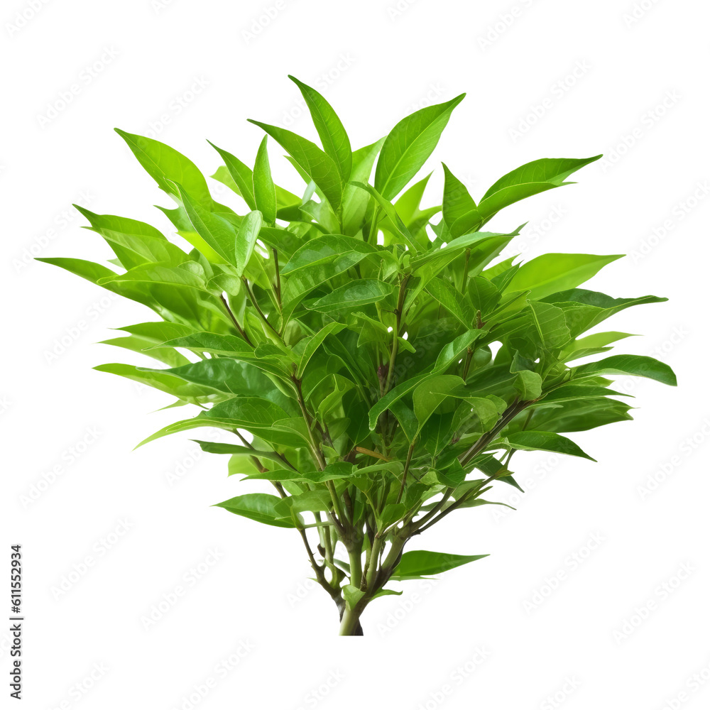 Fototapeta premium fresh green parsley isolated on transparent background cutout