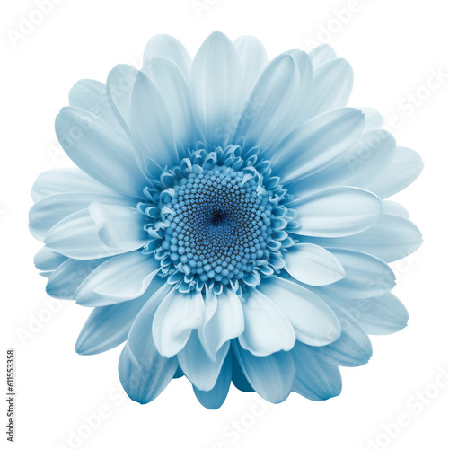blue daisy flower isolated on transparent background cutout