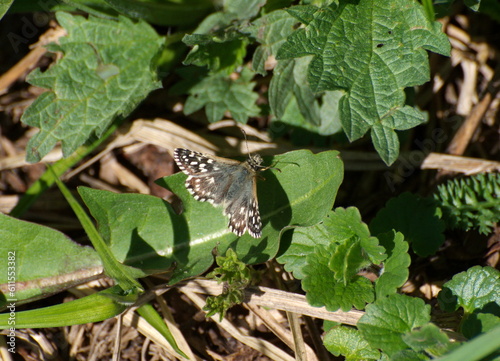 Butterfly Grizzled Skipper (Pyrgus malvae) on a green leaf on a May morning. Moscow region