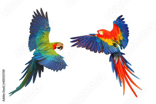 Colorful flying parrot isolated on transparent background png file photo