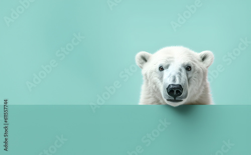 Creative animal concept. Polar bear peeking over pastel bright background. advertisement, banner, card. copy text space. birthday party invite invitation 	