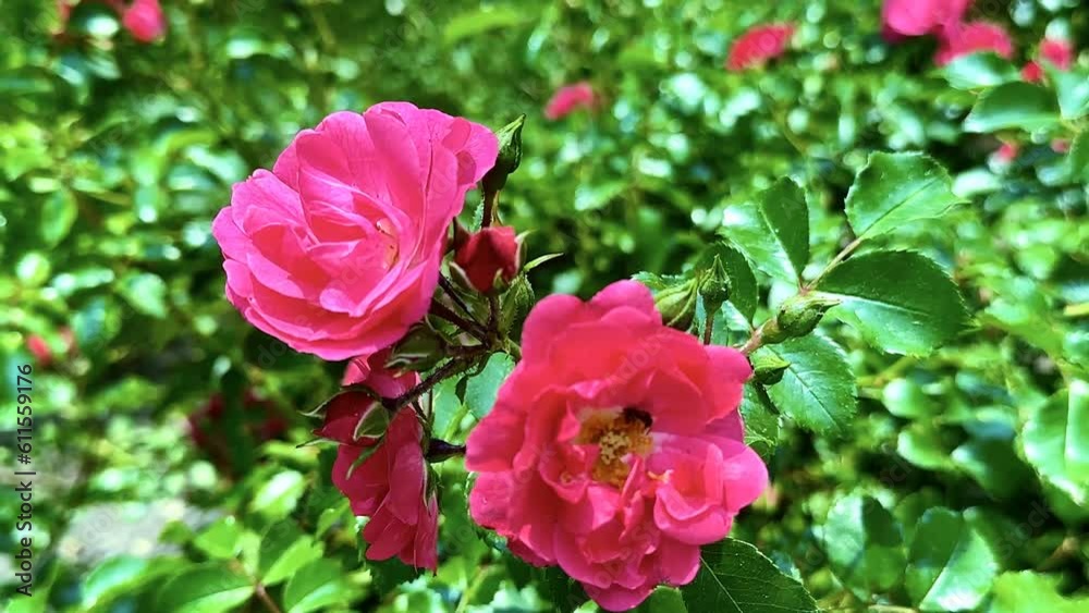Rosa (pink rose) moving in the gentle breeze. 4K, UHD, 3840 × 2160 Rosa (pink rose) moving in the gentle breeze. 4K, UHD, 3840 × 2160